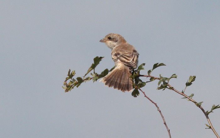 Woodchat Shrike