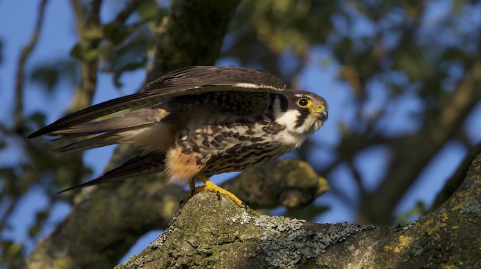 Hobby