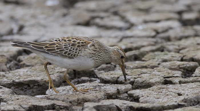 Pectoral Sandpiper