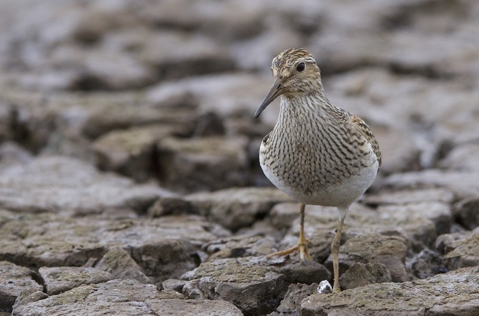 Pectoral Sandpiper