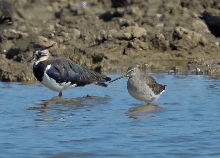 Long-billed Dowitcher