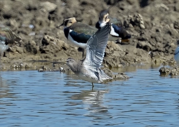 Long-billed Dowitcher
