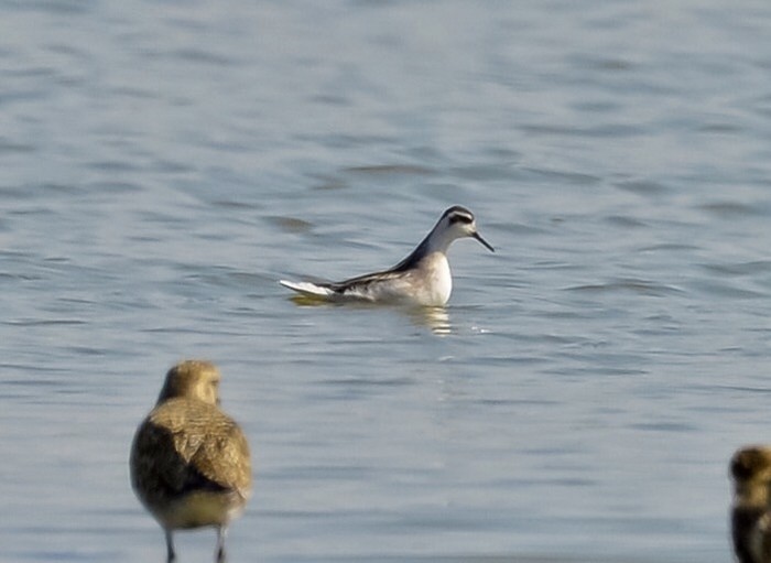 Red-necked Phalarope