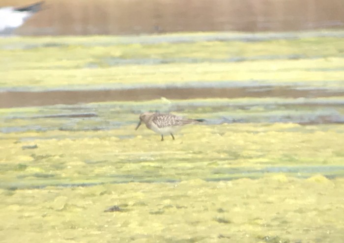 Baird's Sandpiper