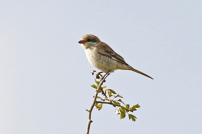 Woodchat Shrike