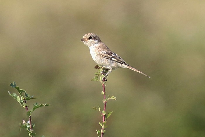 Woodchat Shrike