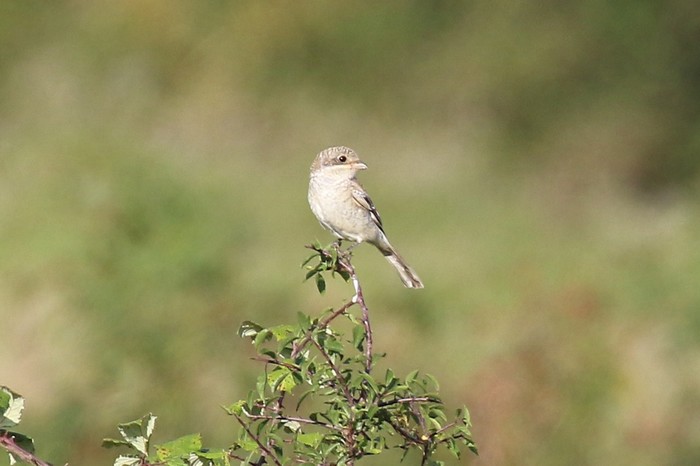 Woodchat Shrike