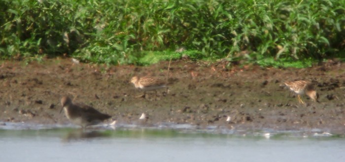 Pectoral Sandpiper