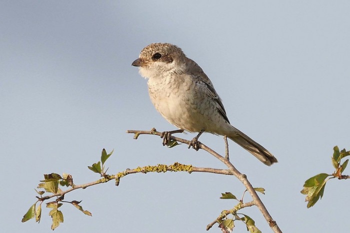 Woodchat Shrike