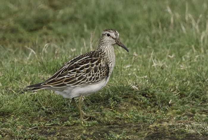 Pectoral Sandpiper