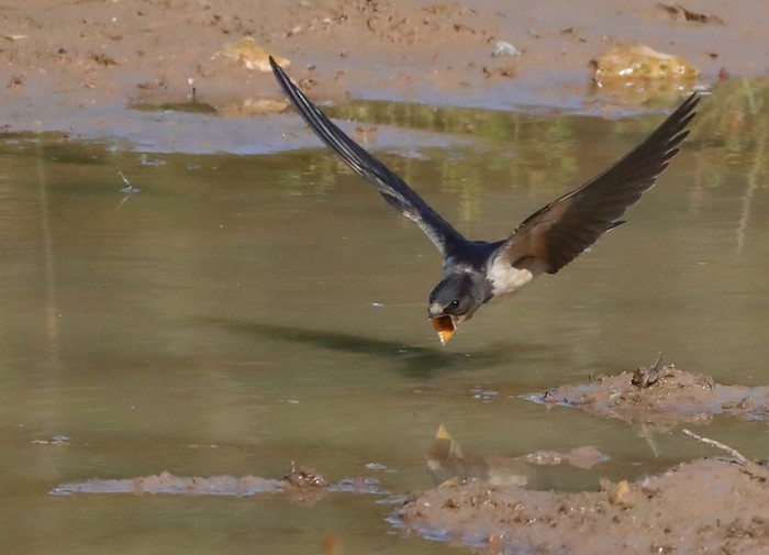 Swallow