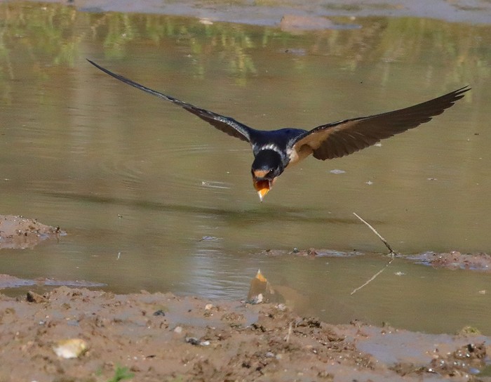Swallow