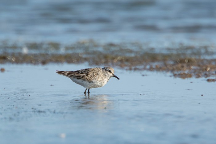 White-rumped Sandpiper