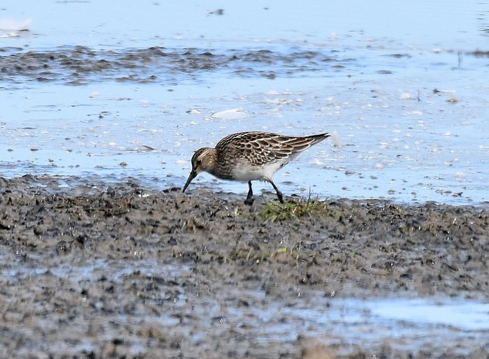 Pectoral Sandpiper