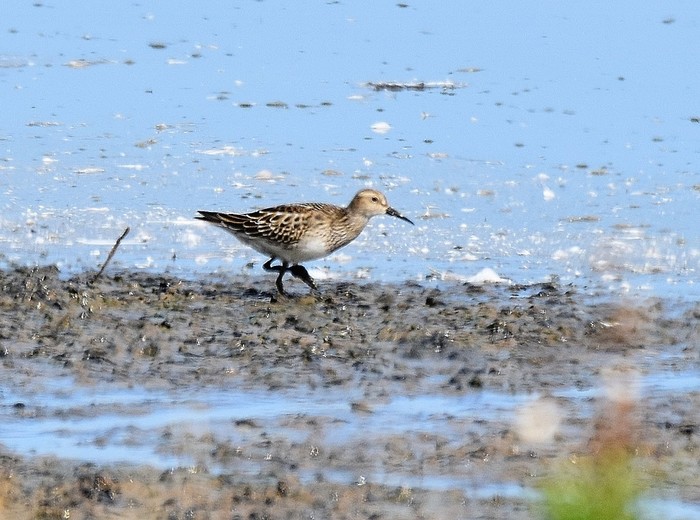 Pectoral Sandpiper