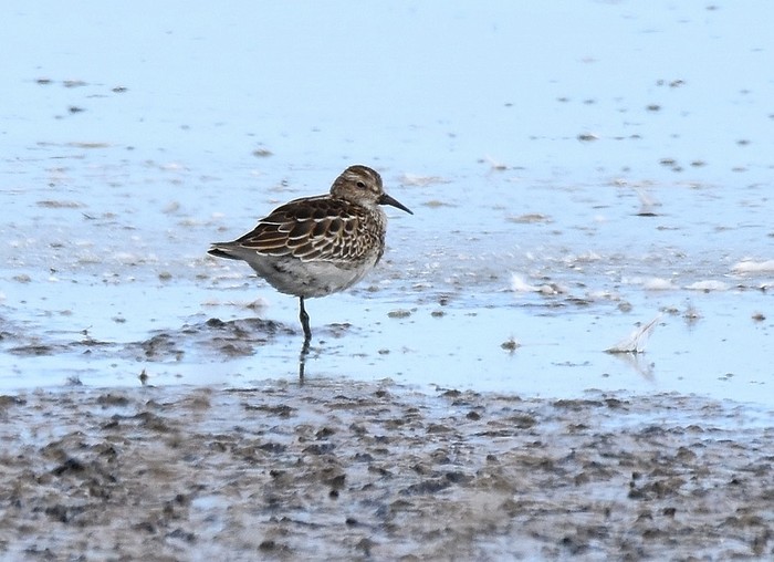 Pectoral Sandpiper