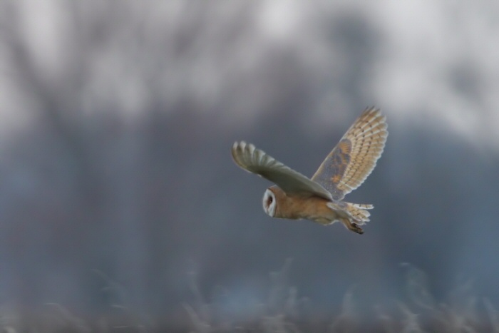 Dark-breasted Barn Owl