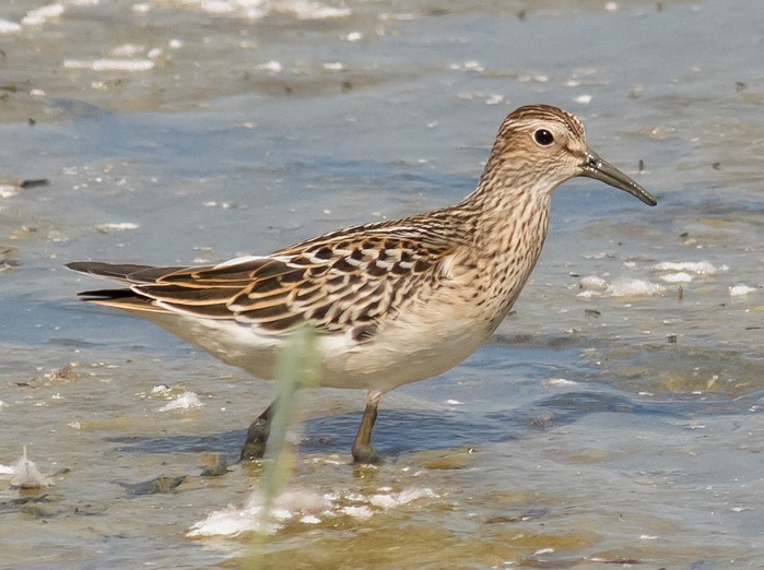 Pectoral Sandpiper
