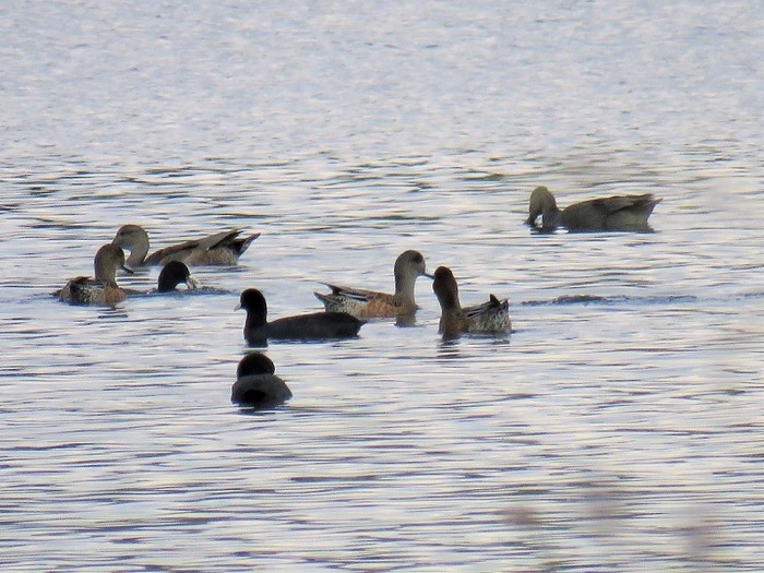 American Wigeon