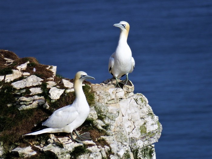 Gannet