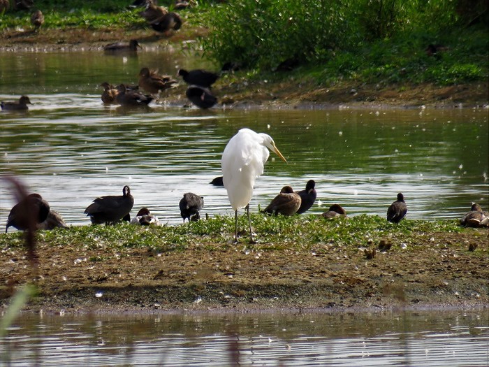 Great White Egret