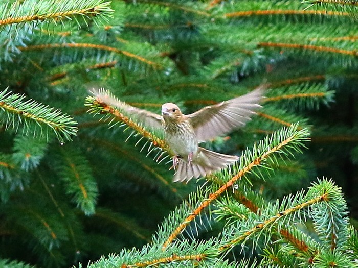 Common Rosefinch