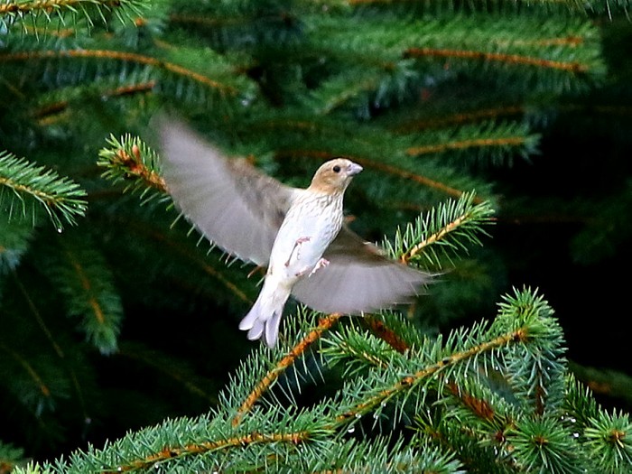 Common Rosefinch