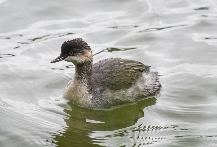 Black-necked Grebe