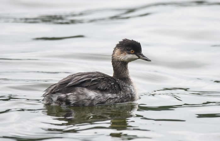Black-necked Grebe