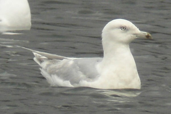 Kumlien's Gull