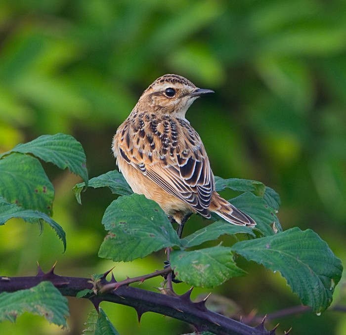 Whinchat