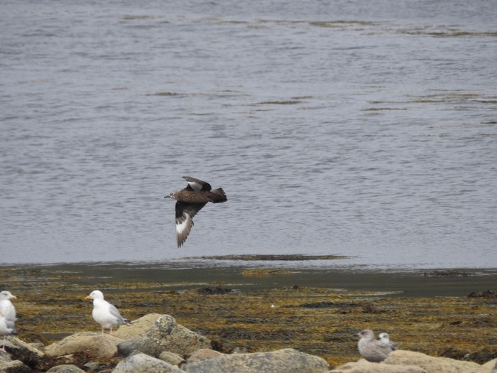 Great Skua