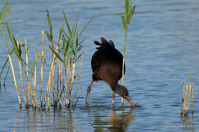 Glossy Ibis