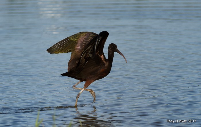 Glossy Ibis