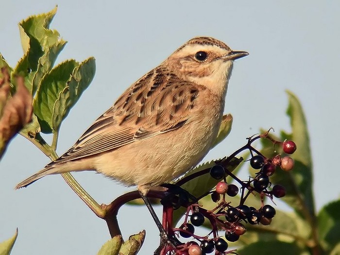 Whinchat