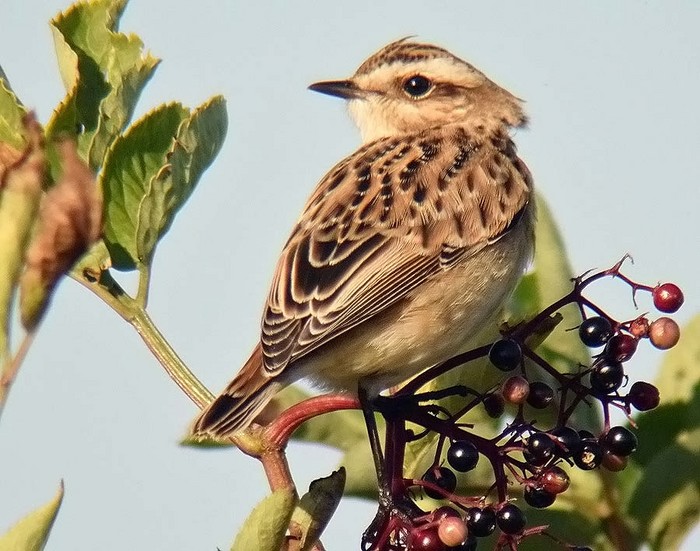Whinchat