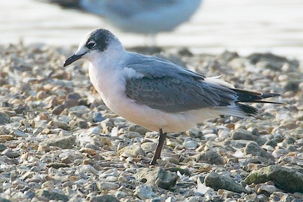 Franklin's Gull
