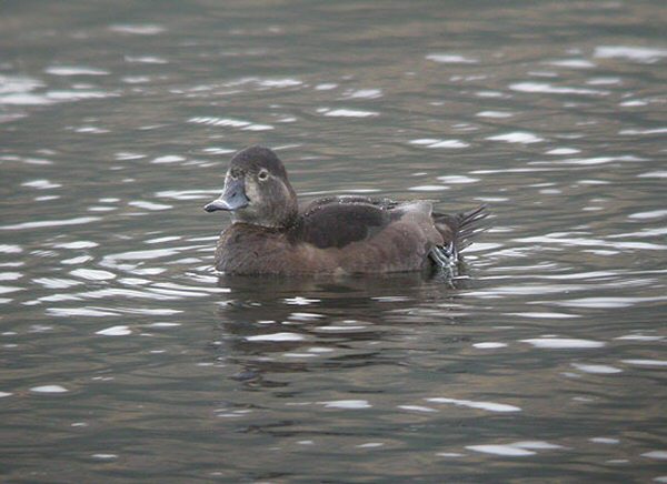Ring-necked Duck