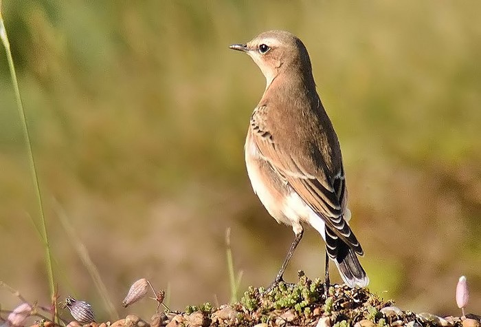 Wheatear