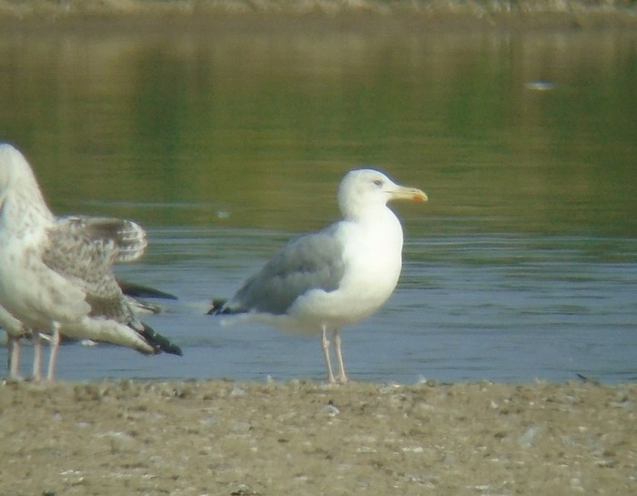 Caspian Gull