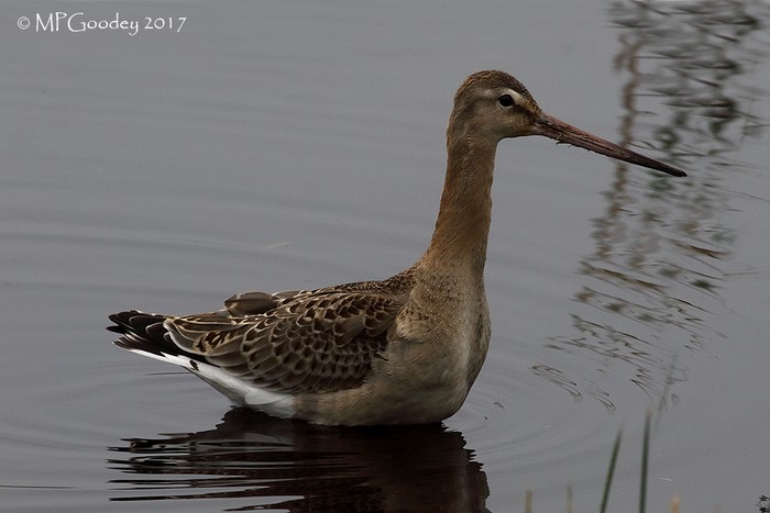 Black-tailed Godwit