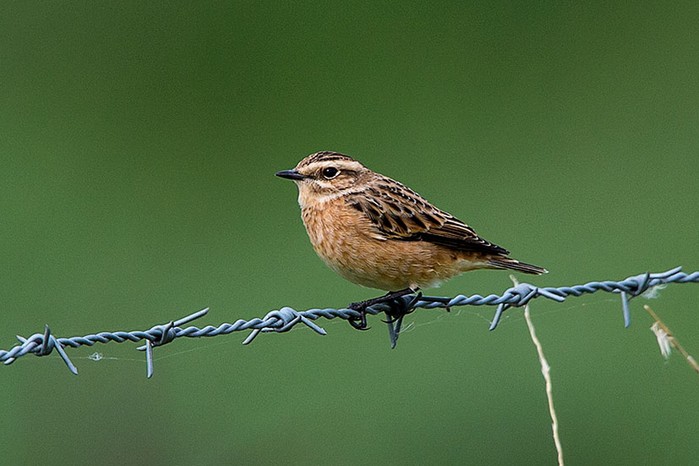 Whinchat