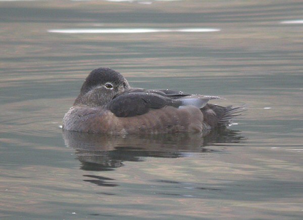 Ring-necked Duck