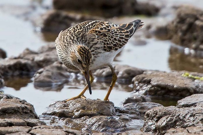 Pectoral Sandpiper