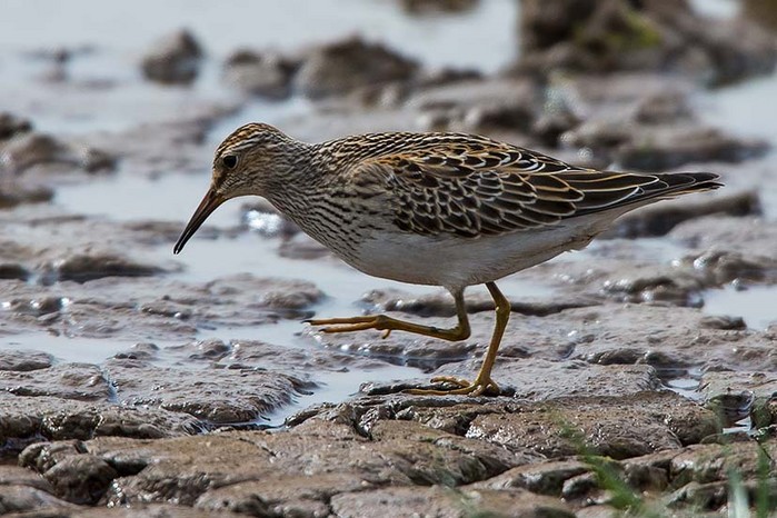 Pectoral Sandpiper