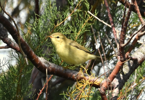 Willow Warbler