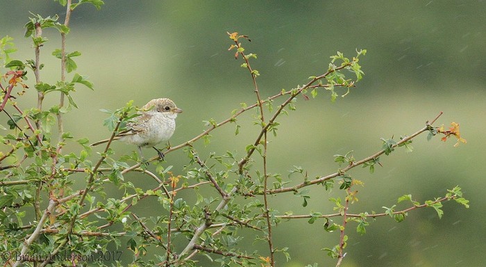 Woodchat Shrike