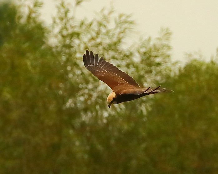 Marsh Harrier