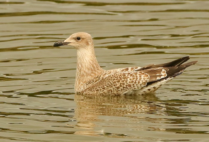 Lesser Black-backed Gull