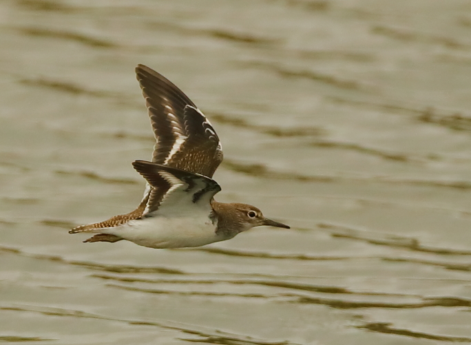 Common Sandpiper
